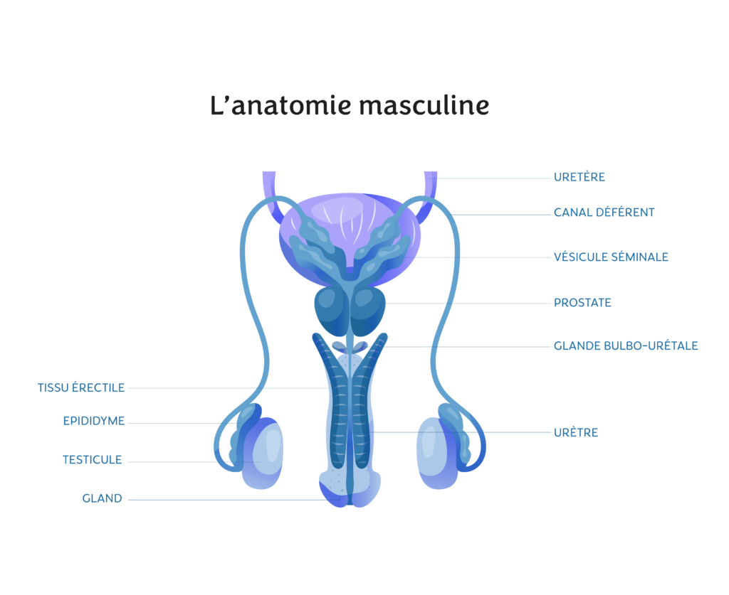 Lanatomie Masculine Intimy